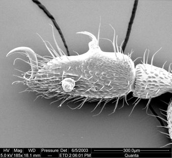 Media type: image;   Invertebrate Zoology 134639